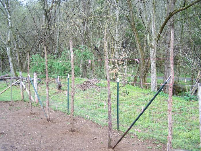[Thumbnail for 3 16 2012 Garden Pole Bean Trellis.jpg]
